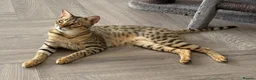 Savannah cats for sale: Beautiful F5 Savannah Kitten Squealer - Advert 3