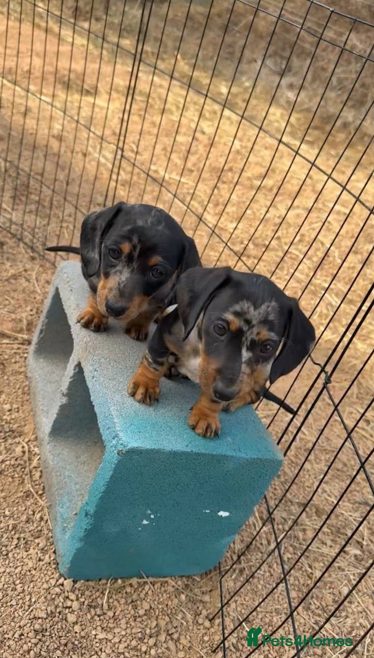 Miniature Dachshund dogs little purebred mini dachshunds pups - Advert 18