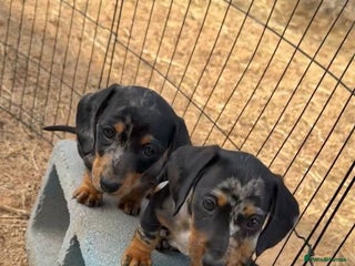 Miniature Dachshund dogs - Advert 2