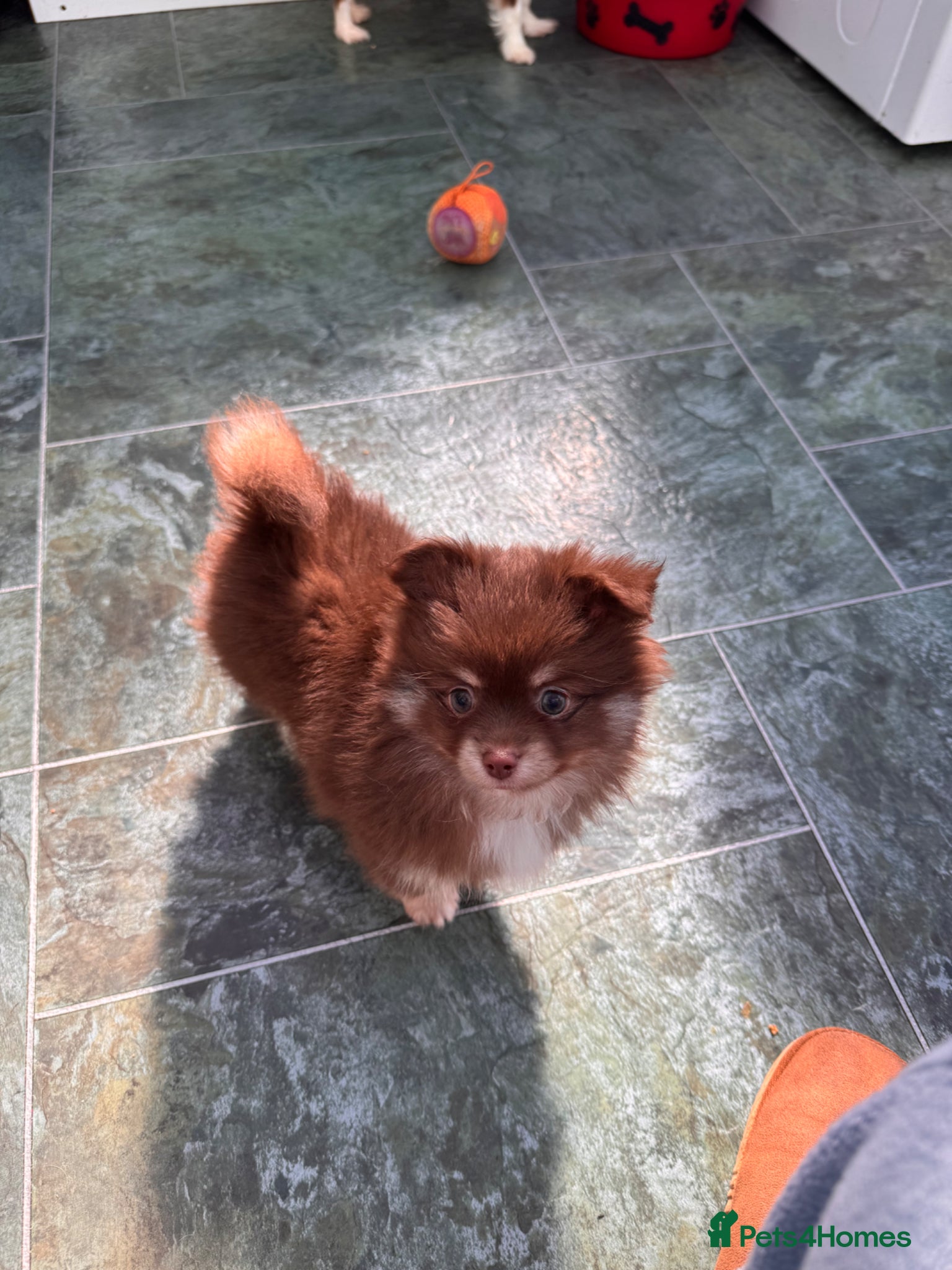 Pomchi dogs F1 pomchi chocolate boy - Advert 15