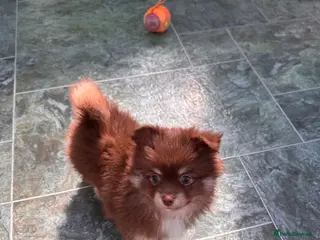 Pomchi dogs F1 pomchi chocolate boy - Advert 2