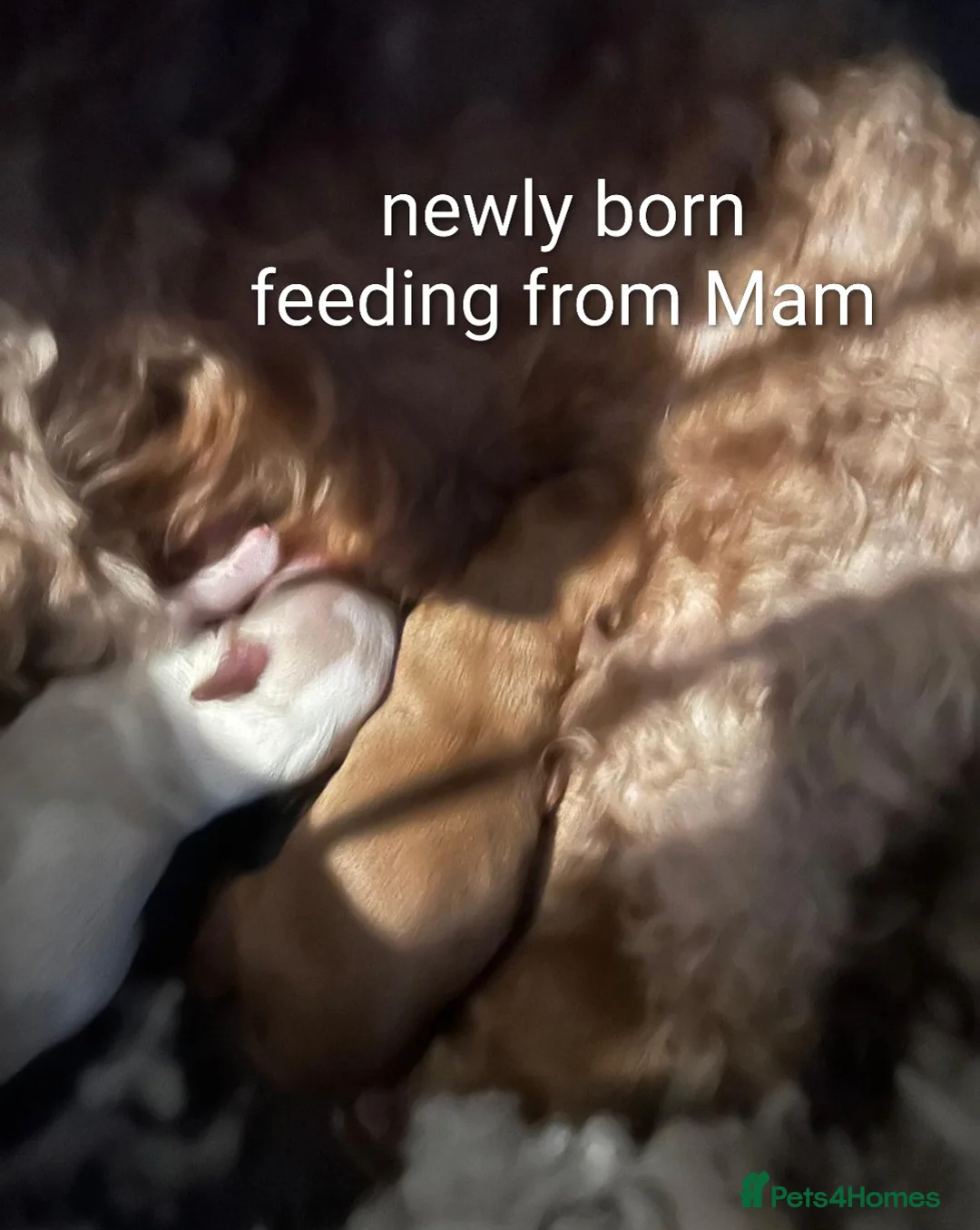 Mixed Breed dogs for sale: 3 beautiful cockapoo X cavapoo pups  - Advert 2