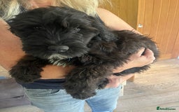 Portuguese Water Dog dogs for sale: Portuguese water dog pups: ready now - Image 5