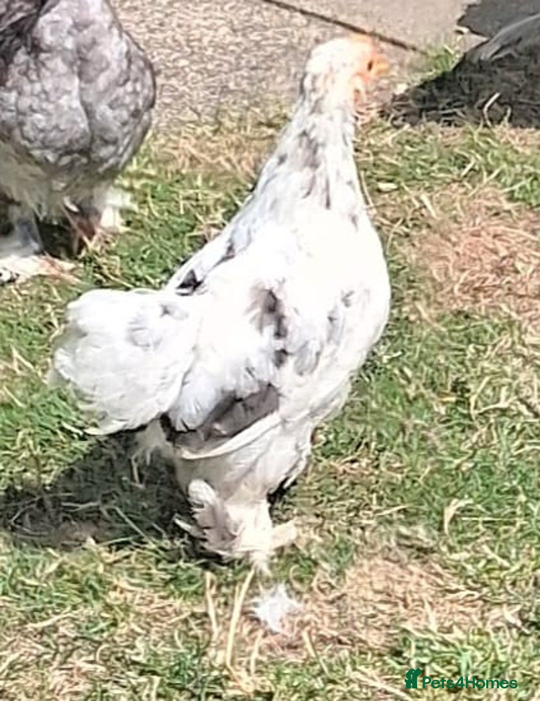 Chickens poultry for sale: Peking cockerels - Image 2
