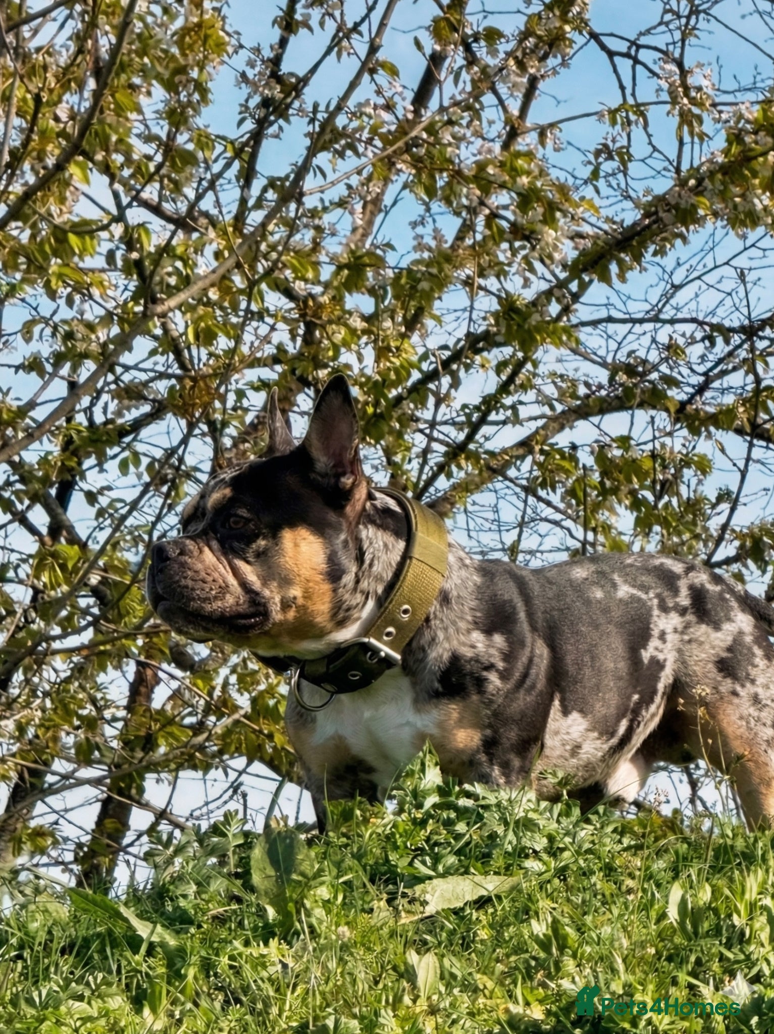 American Bully dogs Working stud - Advert 2
