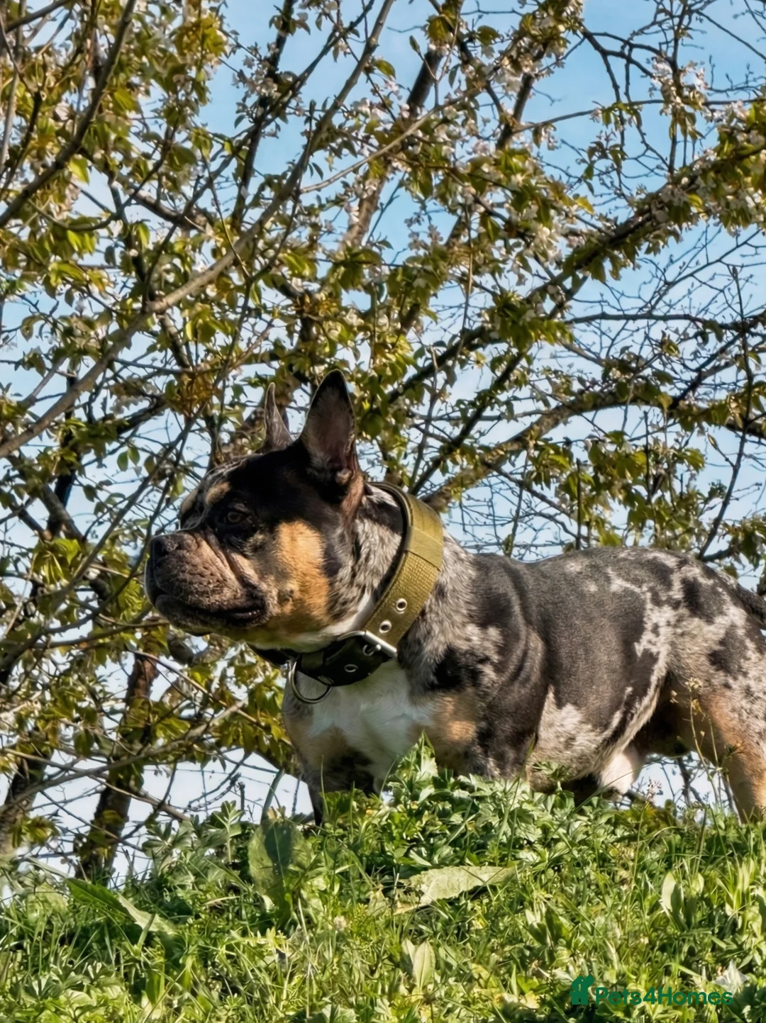 American Bully dogs for stud: Working stud - Advert 2