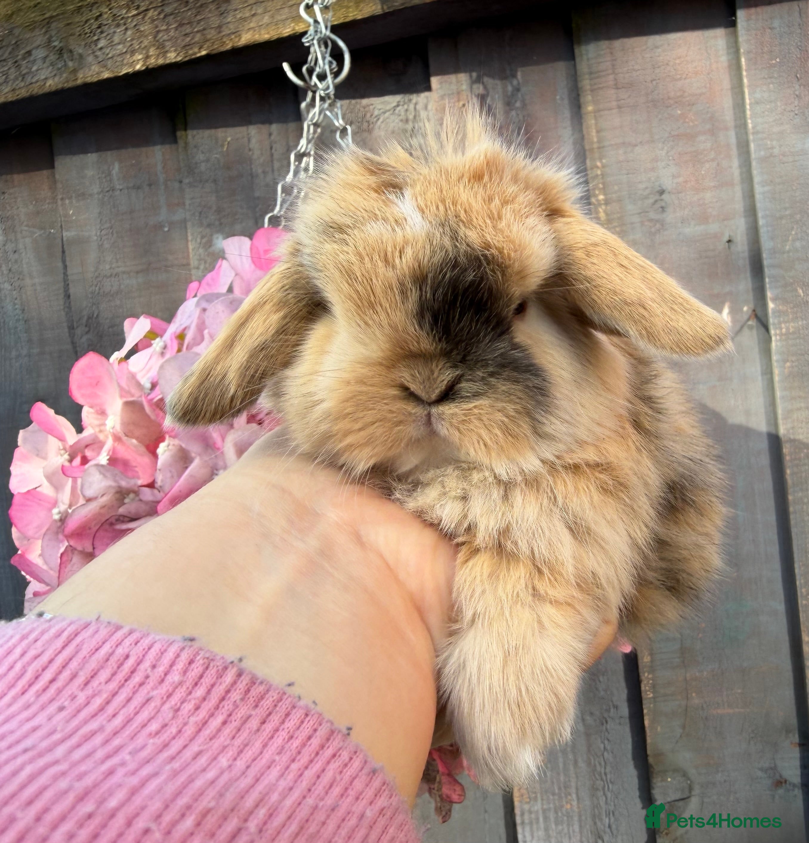Mini Lop rabbits stunning mini lop baby boy - Advert 1
