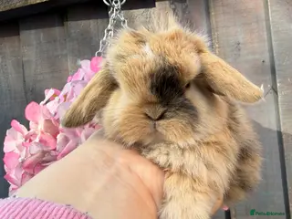 Mini Lop rabbits stunning mini lop baby boy - Advert 1