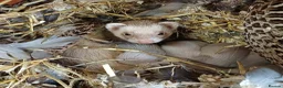 Ferret rodents for sale: Beautiful Baby Ferrets For Sale - Ready soon in Whitby - Advert 2