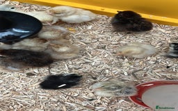 Chickens poultry for sale: Day Old Chicks Unsexed - Image 6