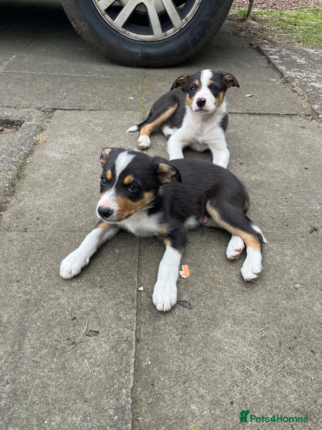 Border Collie dogs for sale: Border collie  in Bathgate - Advert 2