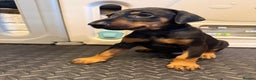 Dobermann dogs for sale: Litter of 9 beautiful Doberman puppies - Advert 15