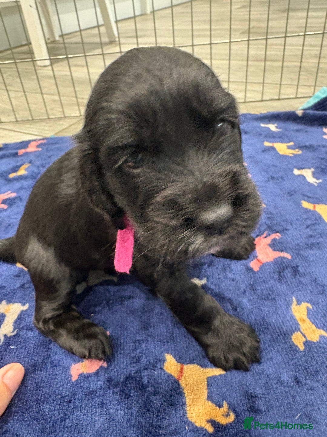 Sprocker dogs for sale: Adorable Sprocker Puppies - Image 4