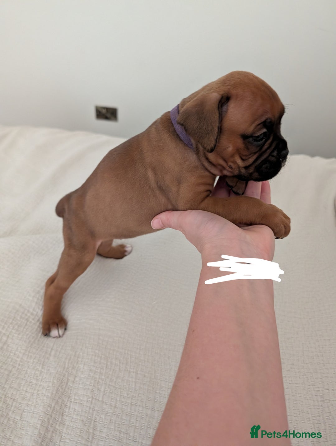 Boxer dogs for sale: Beautiful black mask bobtail/tailed boxer puppies  - Advert 18