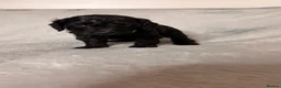 Cockapoo dogs for sale: Cockapoo Puppies – Taking Reservations 🐾 - Advert 20