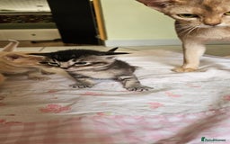 Mixed Breed cats for sale: Abyssinian x Bengal  - Image 26