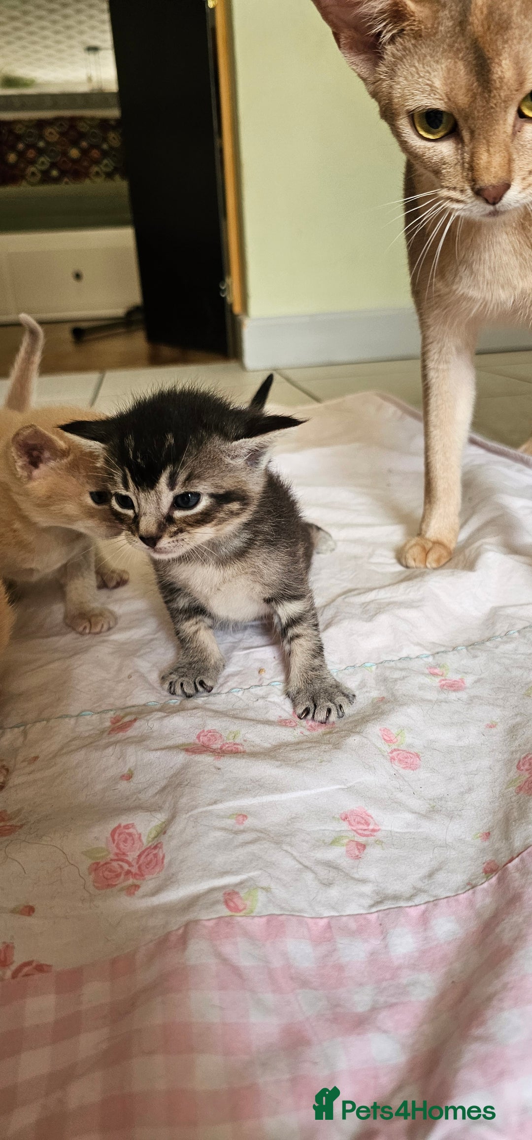 Mixed Breed cats for sale: Abyssinian x Bengal  - Image 26