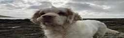 Clumber Spaniel dogs for sale: Beautiful litter of Clumber Spaniels in Yelverton - Advert 12