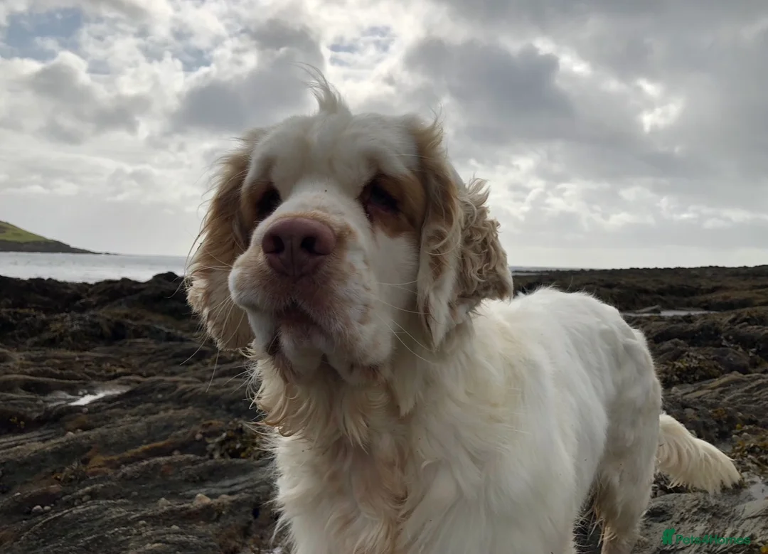 Clumber Spaniel dogs for sale: Beautiful litter of Clumber Spaniels in Yelverton - Advert 12