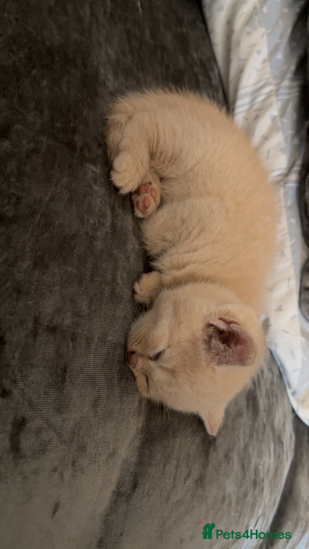 British Shorthair cats for sale: British short hair  - Image 6