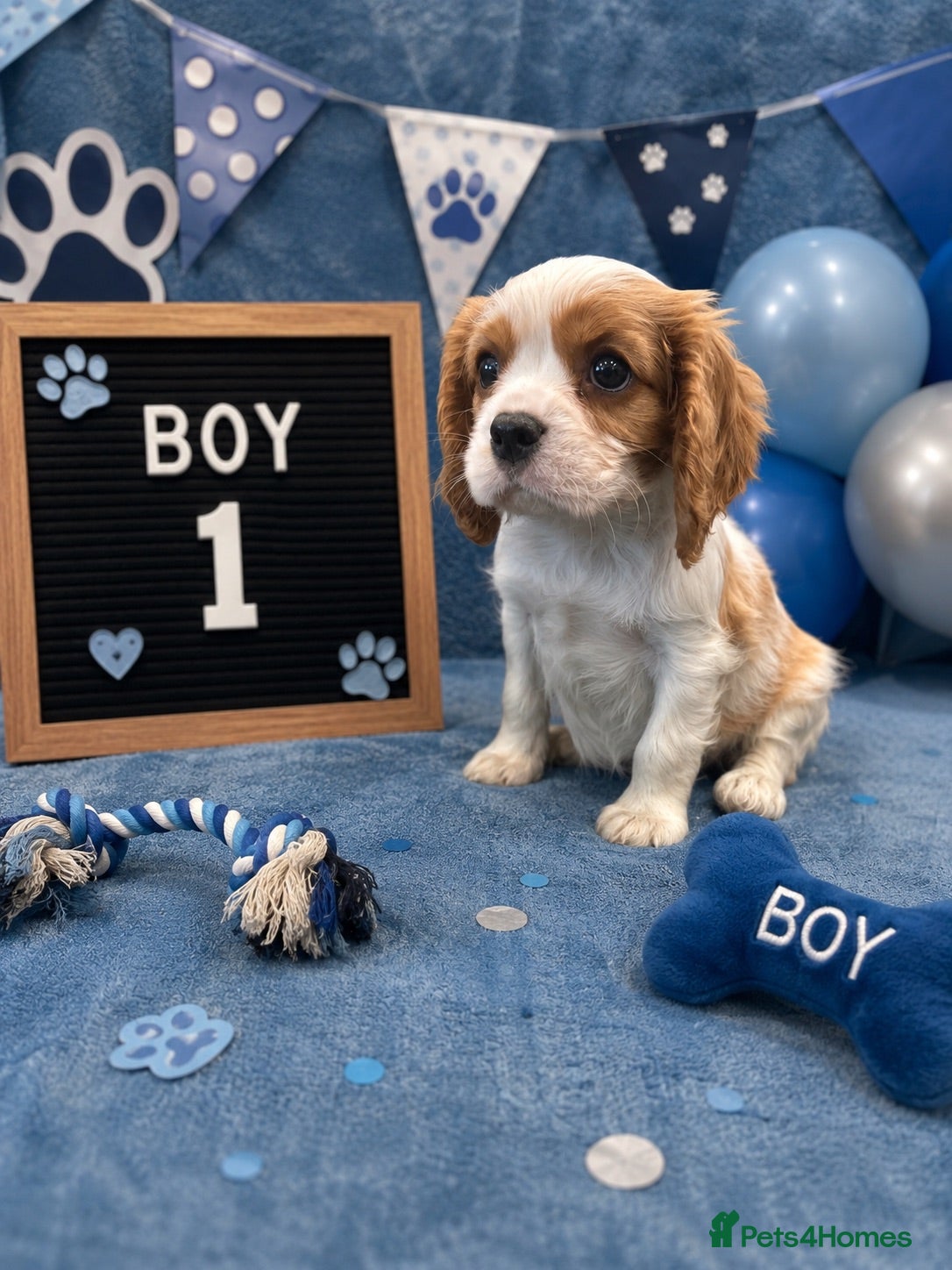 Cavalier King Charles Spaniel dogs ** DNA/PRA CLEAR CAVALIER KING CHARLES PUPPIES ** - Advert 17
