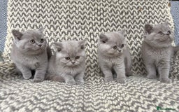 British Shorthair cats for sale: 4 British shorthair kittens ready now  - Image 7