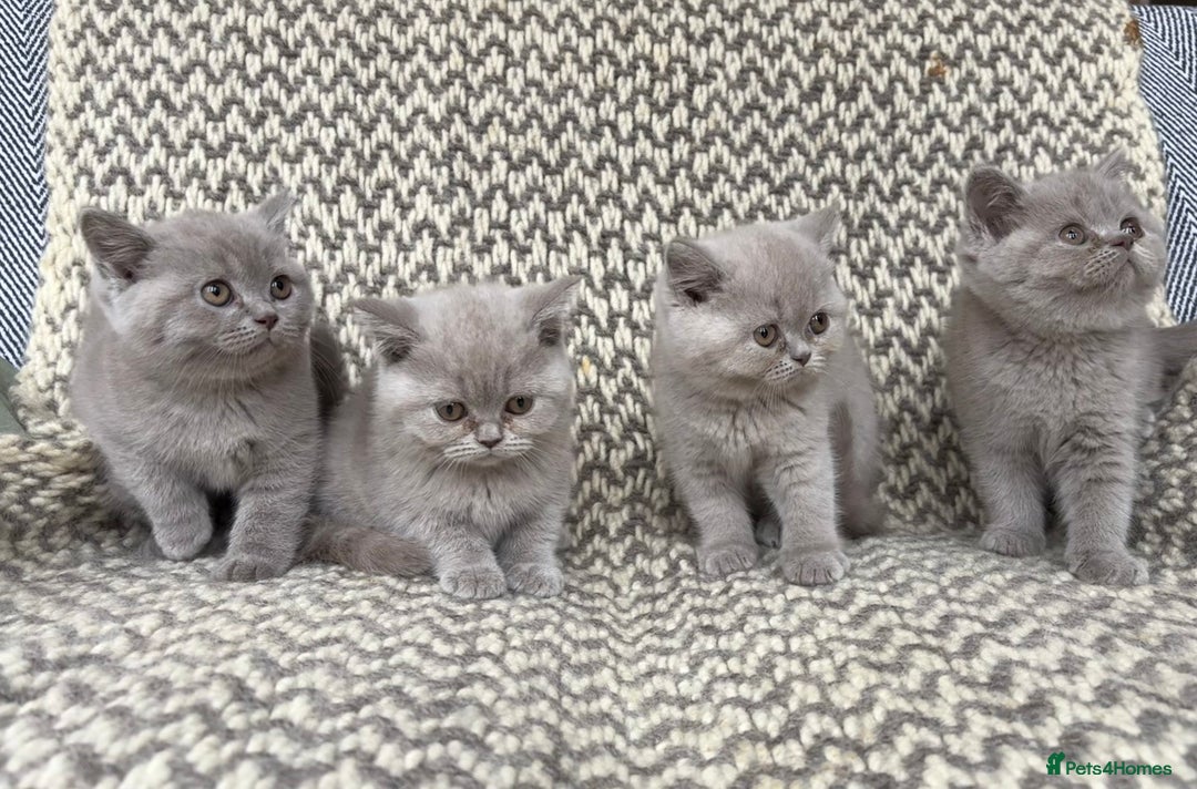 British Shorthair cats for sale: 4 British shorthair kittens ready now  - Image 7