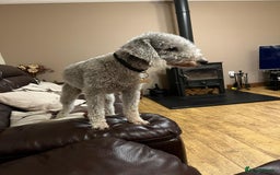Bedlington Terrier dogs for sale: Bedlington Terrier puppies - Image 8