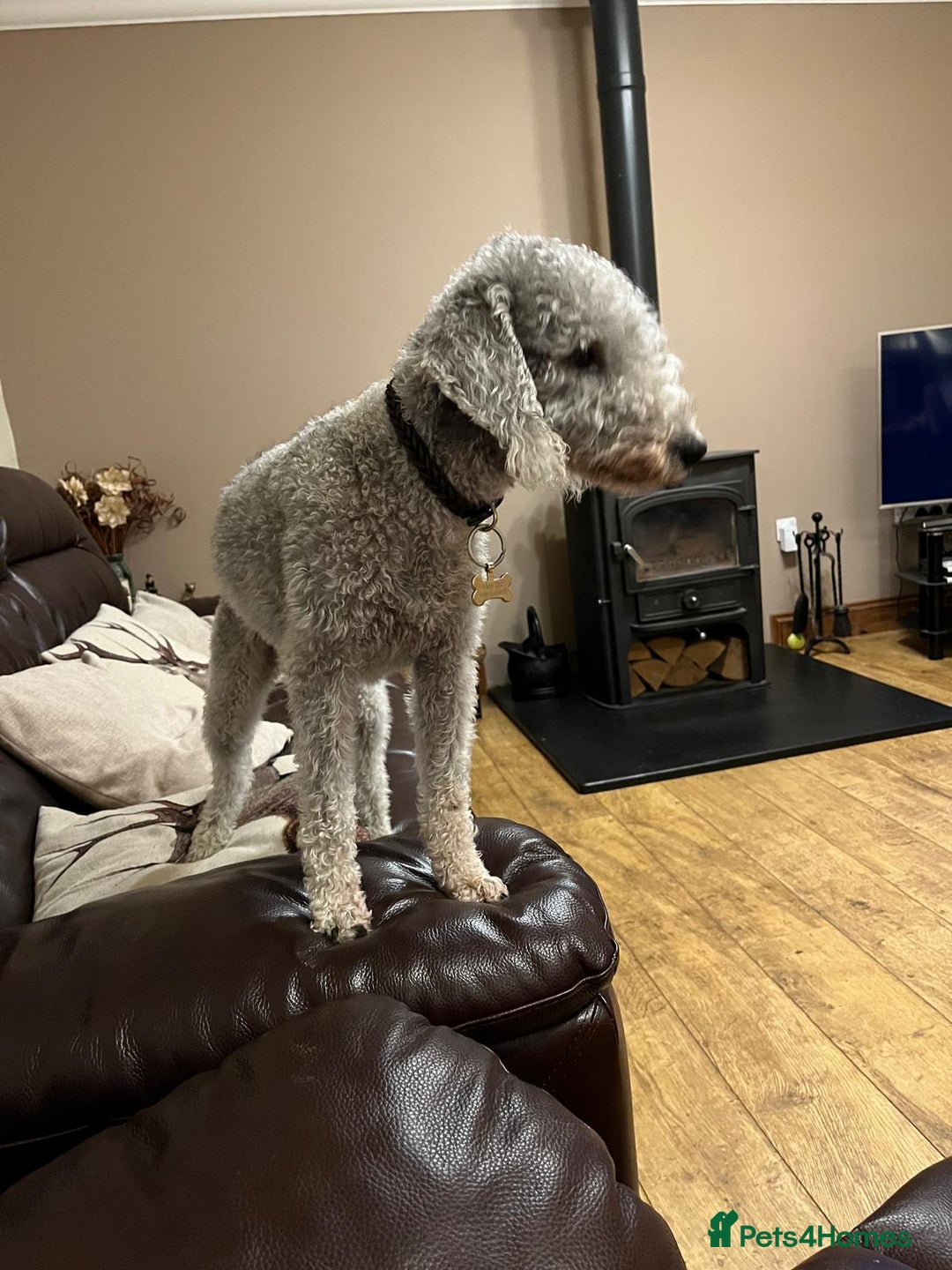 Bedlington Terrier dogs for sale: Bedlington Terrier puppies - Image 8