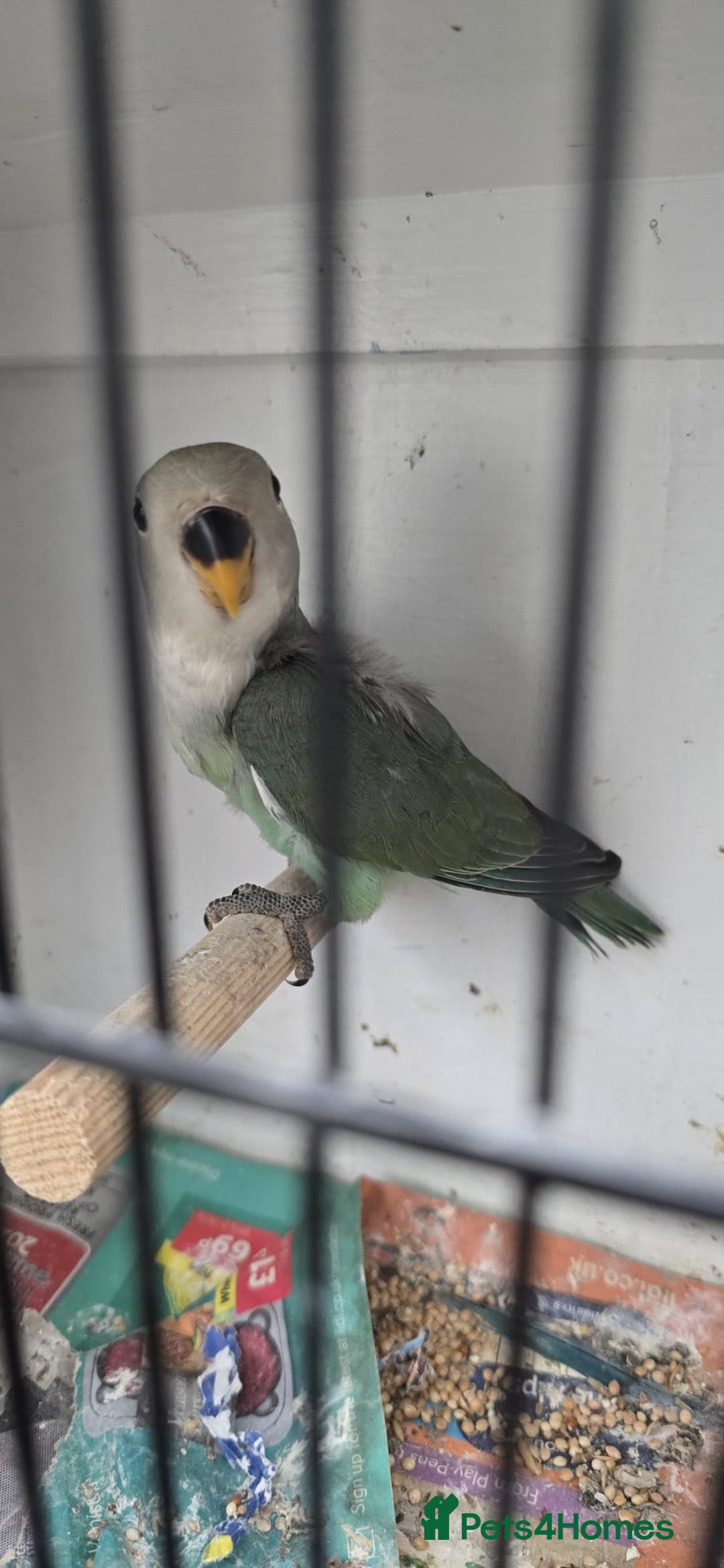 Lovebirds birds for sale: Love bird and breeding pairs of Budgies  - Advert 17