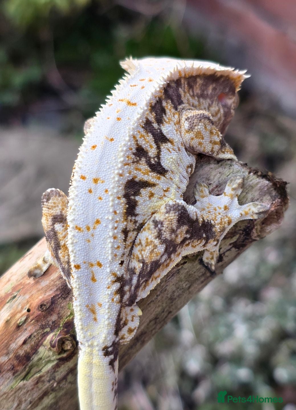 Gecko reptiles Various crested geckos - Advert 18
