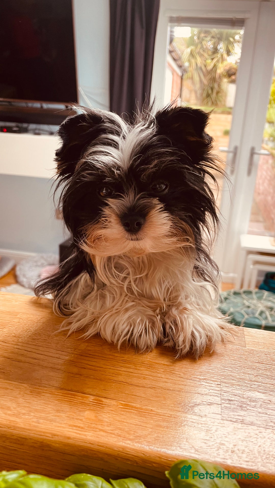 Biewer Terrier dogs for sale: Biewer Yorkshire Terrier - Image 6