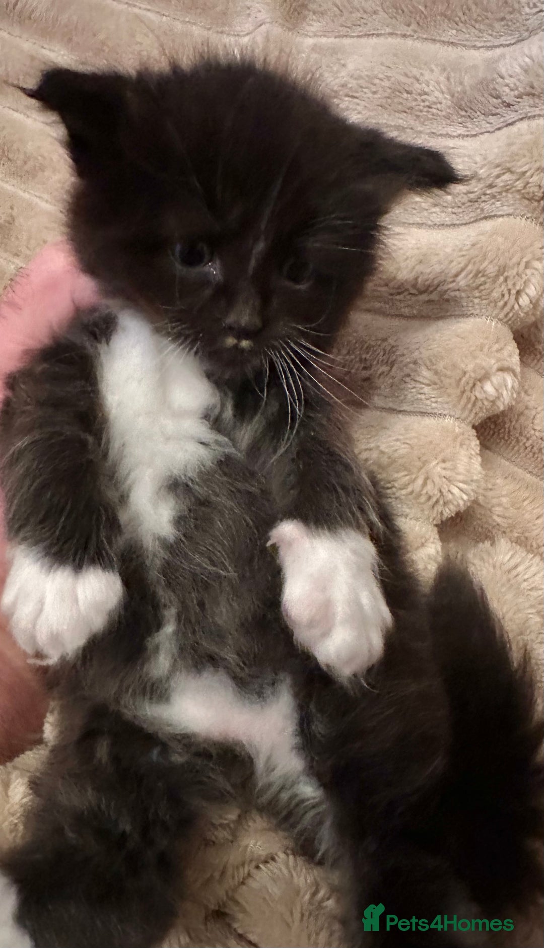 Ragcoon cats for sale: 2 maine Coon x Ragdoll kittens  - Advert 8