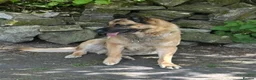 Mixed Breed dogs for stud: Straight-Back GSD/Akita (Age 10 & Thriving) - Advert 3