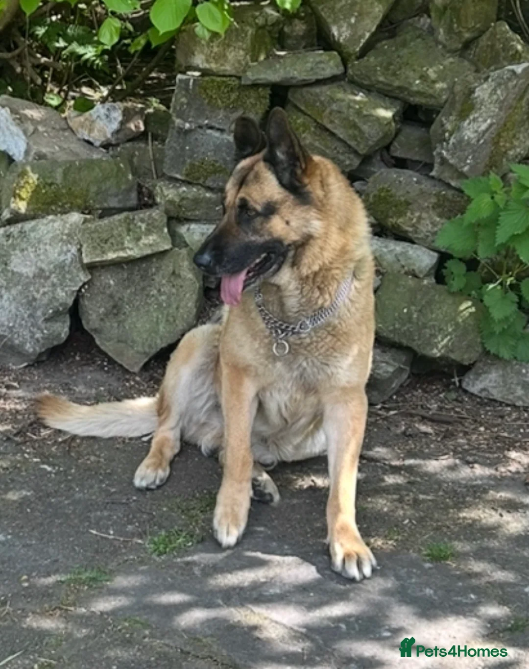 Mixed Breed dogs for stud: Straight-Back GSD/Akita (Age 10 & Thriving) - Advert 3