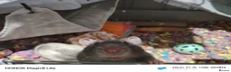 Rat rodents for sale: 2x sweet rat boys  - Advert 3