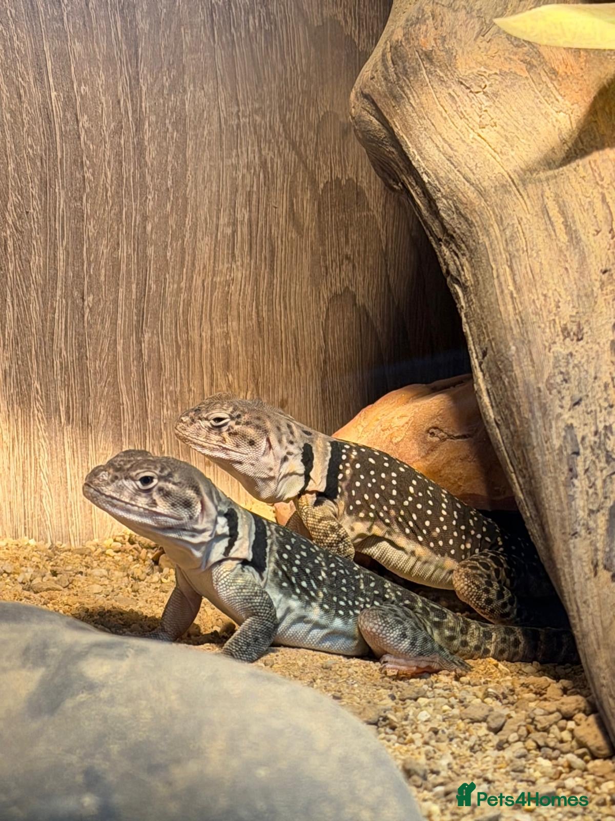 Lizard reptiles **Collared Lizards + Full Setup – Ready to Go!🦎** - Advert 2