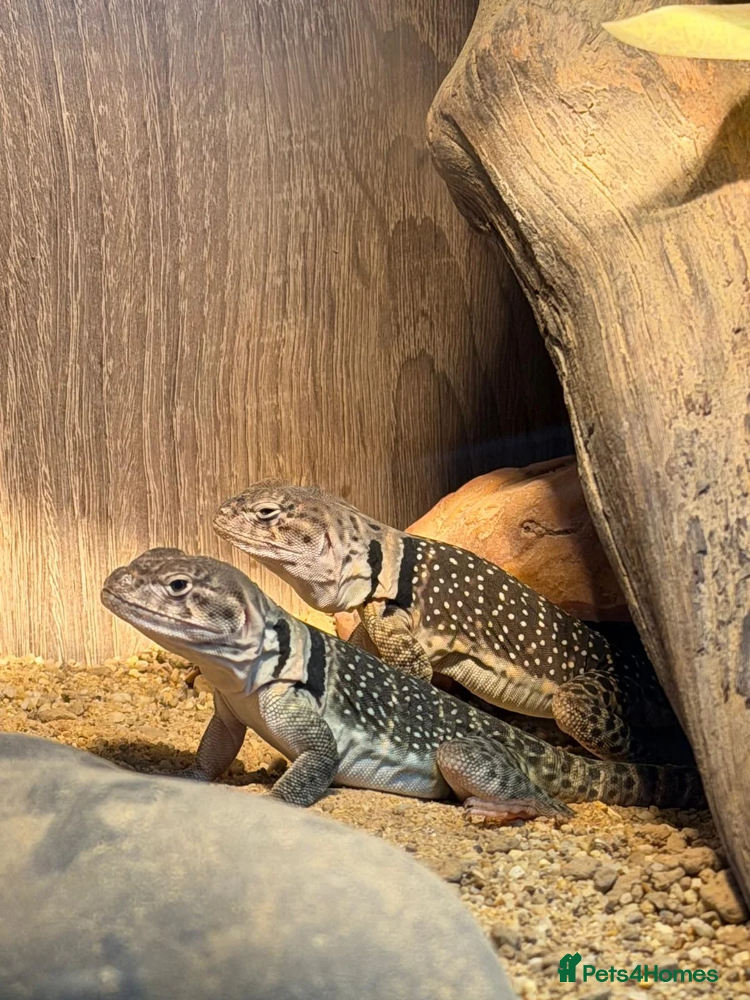 Lizard reptiles for sale: **Collared Lizards + Full Setup – Ready to Go!🦎** - Advert 2