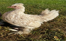 Chickens poultry for sale: Beautiful pair of Sablepoot Burmese chickens  - Image 4