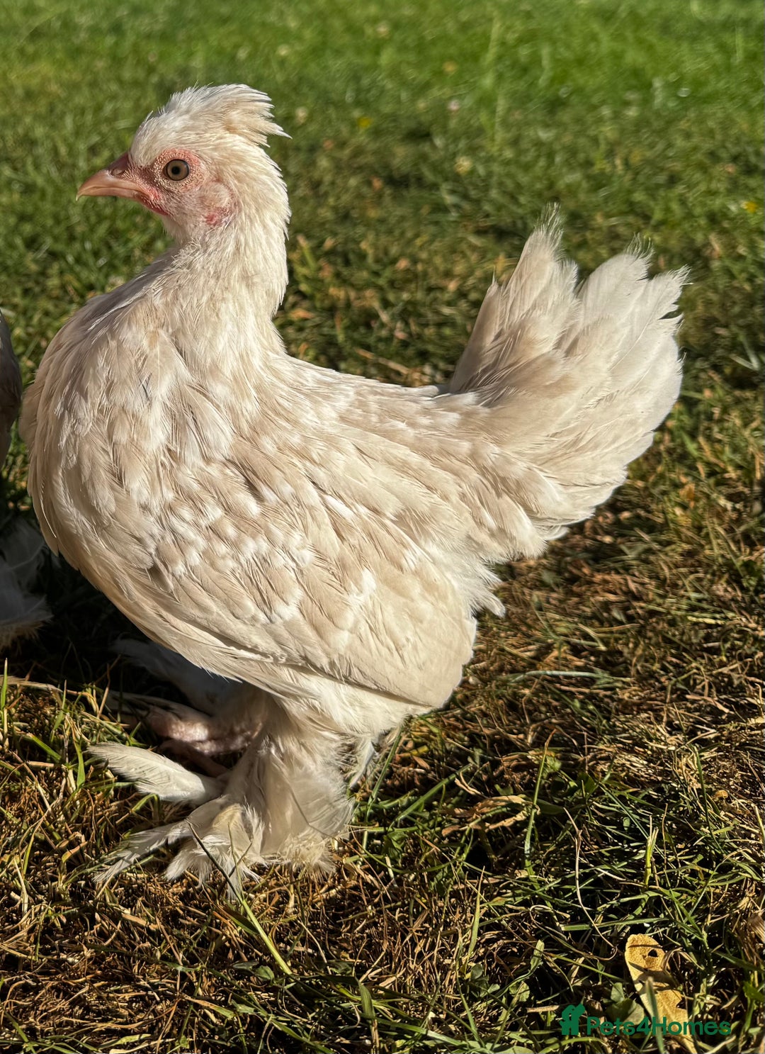 Chickens poultry for sale: Beautiful pair of Sablepoot Burmese chickens  - Image 4
