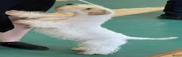 Sealyham Terrier dogs for sale: Male Sealyham Terrier  - Advert 13