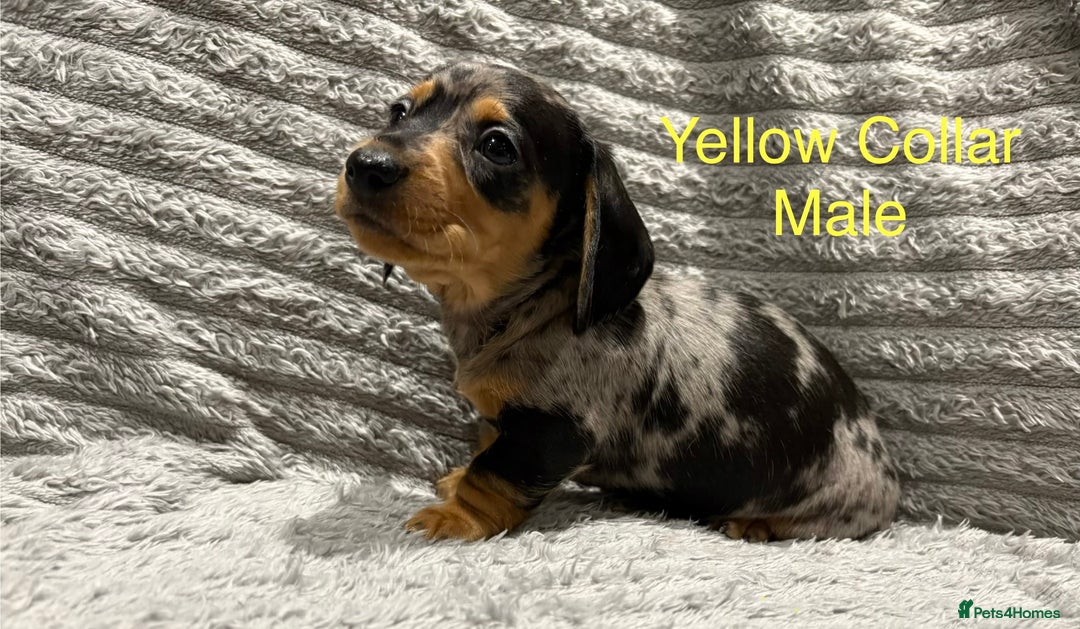Miniature Dachshund dogs for sale: Miniature Dachshund Puppies💕 - Advert 12