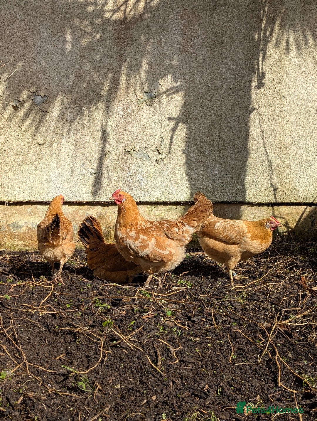 Chickens poultry for sale: Marsh daisy chickens  - Advert 1