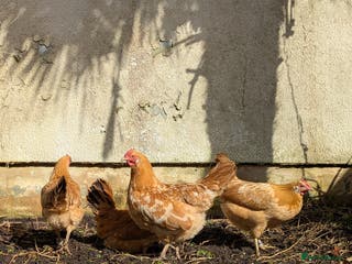 Chickens poultry Marsh daisy chickens - Advert 1