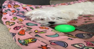 Maltese dogs - Advert 13