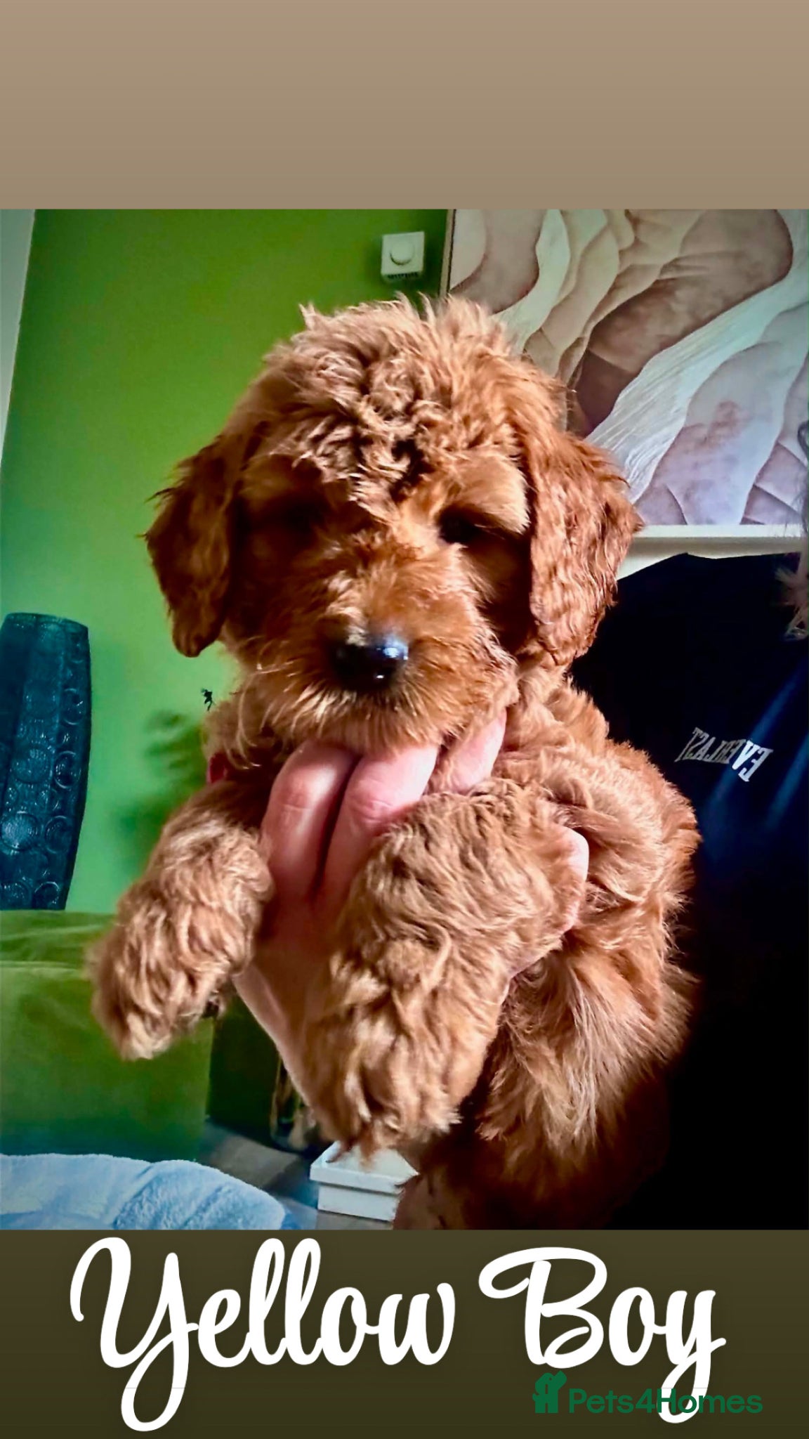 Double Doodle dogs Goldendoodle / Australian Double Doodle  - Advert 5