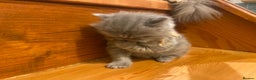 Persian cats for sale: Stunning pedigree Persian kittens - Advert 21