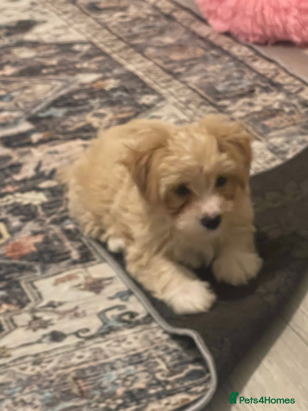 Morkie dogs for sale: Morkie  - Advert 2