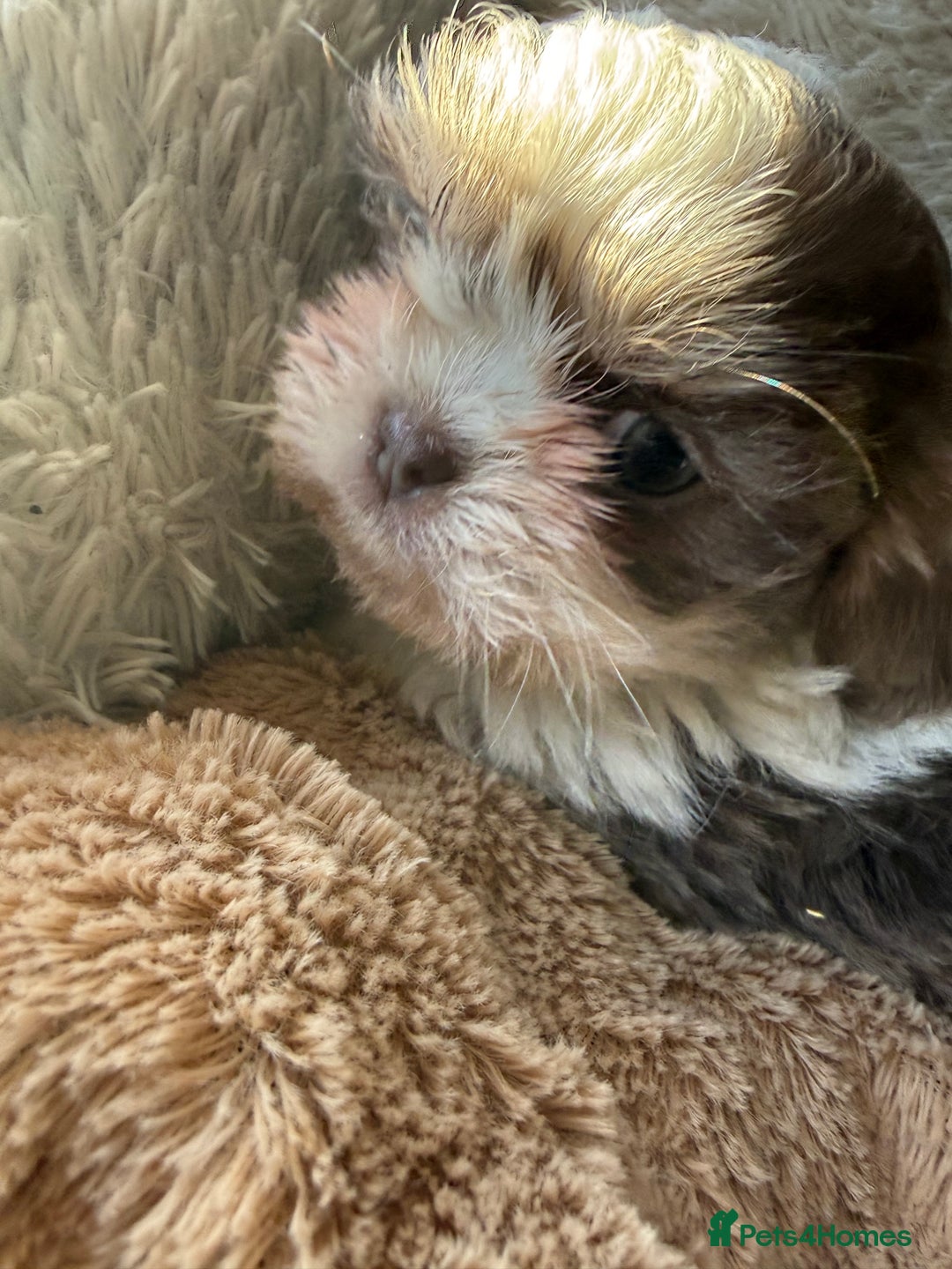 Shih Tzu dogs for sale: READY NOW …Special prices on pups POA  - Advert 14