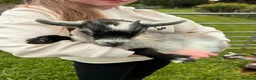 Goats livestock for sale: Pygmy goats  - Advert 13